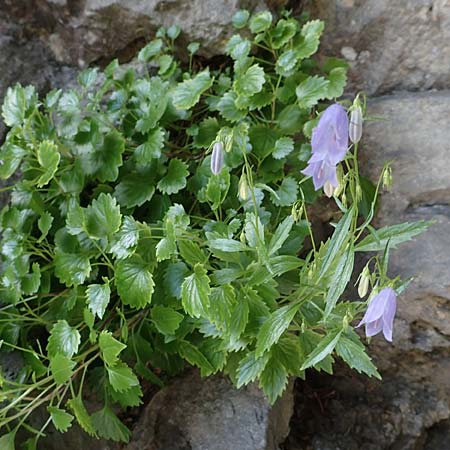 Campanula cochlearifolia \ Kleine Glockenblume / Fairy's Thimble, D Schwenningen (Schw&auml;b. Alb) 26.7.2015