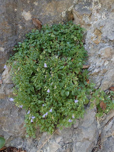 Campanula cochlearifolia \ Kleine Glockenblume / Fairy's Thimble, D Schwenningen (Schw&auml;b. Alb) 26.7.2015