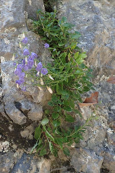 Campanula cochlearifolia \ Kleine Glockenblume / Fairy's Thimble, D Schwenningen (Schw&auml;b. Alb) 26.7.2015
