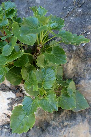 Campanula cochlearifolia \ Kleine Glockenblume / Fairy's Thimble, D Schwenningen (Schw&auml;b. Alb) 26.7.2015