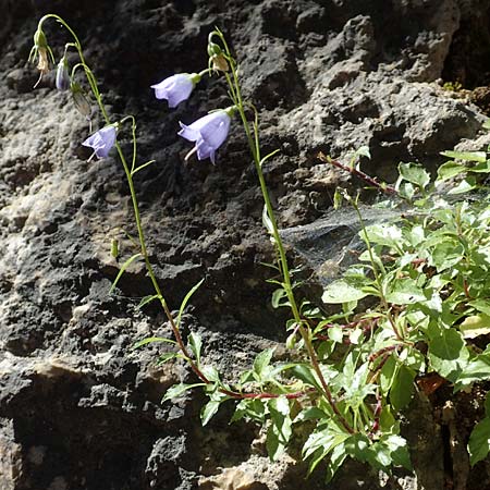Campanula cochlearifolia \ Kleine Glockenblume / Fairy's Thimble, D Schwenningen (Schw&auml;b. Alb) 26.7.2015