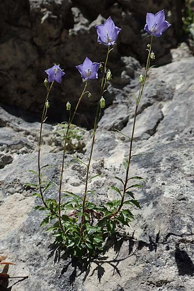 Campanula cochlearifolia \ Kleine Glockenblume / Fairy's Thimble, D Schwenningen (Schw&auml;b. Alb) 26.7.2015