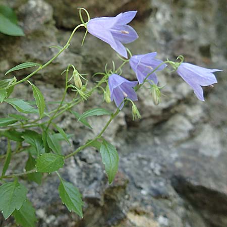 Campanula cochlearifolia \ Kleine Glockenblume / Fairy's Thimble, D Schwenningen (Schw&auml;b. Alb) 26.7.2015