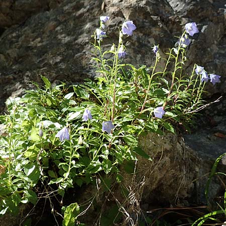Campanula cochlearifolia \ Kleine Glockenblume / Fairy's Thimble, D Schwenningen (Schw&auml;b. Alb) 26.7.2015