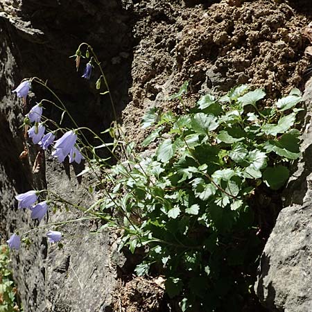 Campanula cochlearifolia \ Kleine Glockenblume / Fairy's Thimble, D Schwenningen (Schw&auml;b. Alb) 26.7.2015