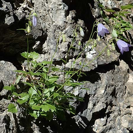 Campanula cochlearifolia \ Kleine Glockenblume / Fairy's Thimble, D Schwenningen (Schw&auml;b. Alb) 26.7.2015