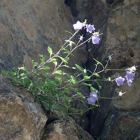 Campanula cochlearifolia \ Kleine Glockenblume / Fairy's Thimble, D Schwenningen (Schw&auml;b. Alb) 26.7.2015