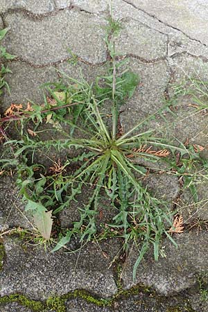 Crepis capillaris \ Kleink�pfiger Pippau, Kleinbl�tiger Pippau / Smooth Hawk's-Beard, D L&uuml;tzelbach 25.6.2016