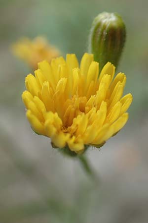 Crepis capillaris \ Kleink�pfiger Pippau, Kleinbl�tiger Pippau / Smooth Hawk's-Beard, D L&uuml;tzelbach 25.6.2016