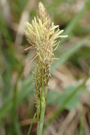 Carex caryophyllea \ Fr�hlings-Segge / Spring Sedge, D Kleinwallstadt am Main 8.4.2017