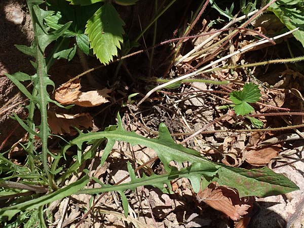Crepis capillaris \ Kleink�pfiger Pippau, Kleinbl�tiger Pippau / Smooth Hawk's-Beard, D Klingenberg am Main 24.6.2017