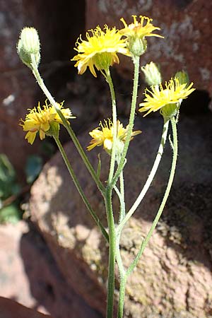 Crepis capillaris \ Kleink�pfiger Pippau, Kleinbl�tiger Pippau / Smooth Hawk's-Beard, D Klingenberg am Main 24.6.2017