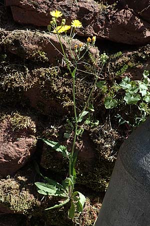 Crepis capillaris \ Kleink�pfiger Pippau, Kleinbl�tiger Pippau / Smooth Hawk's-Beard, D Klingenberg am Main 24.6.2017