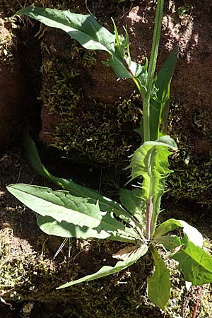 Crepis capillaris \ Kleink�pfiger Pippau, Kleinbl�tiger Pippau / Smooth Hawk's-Beard, D Klingenberg am Main 24.6.2017