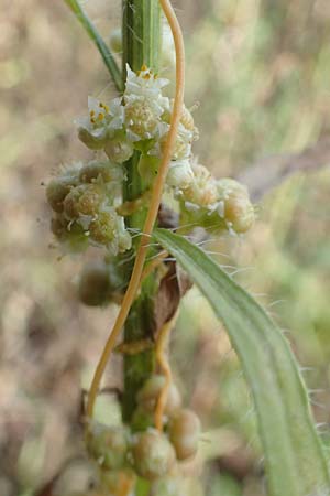 Cuscuta campestris \ Amerikanische Seide / Yellow Dodder, D Mannheim 17.9.2017