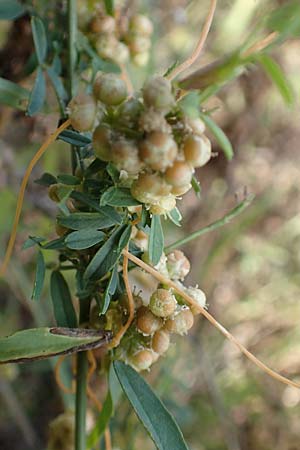 Cuscuta campestris \ Amerikanische Seide / Yellow Dodder, D Mannheim 17.9.2017