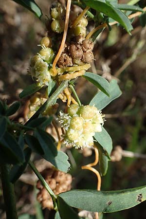 Cuscuta campestris \ Amerikanische Seide / Yellow Dodder, D Mannheim 17.9.2017