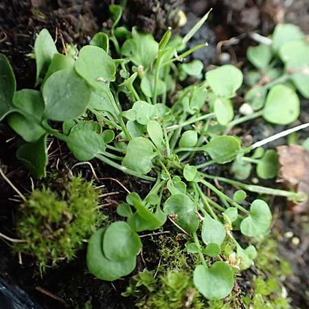 Cardamine corymbosa \ Neuseel�ndisches Schaumkraut / New Zealand Bitter-Cress, D Mannheim 25.9.2017
