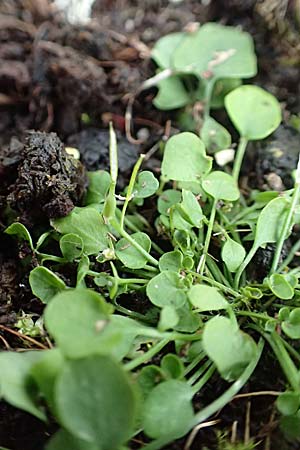 Cardamine corymbosa \ Neuseel�ndisches Schaumkraut / New Zealand Bitter-Cress, D Mannheim 25.9.2017
