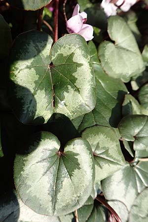 Cyclamen coum \ Vorfr�hlings-Alpenveilchen / Eastern Sowbread, D Weinheim an der Bergstra&szlig;e, Botan. Gar.  Hermannshof 14.3.2018