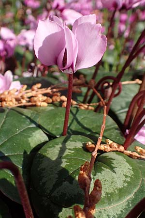 Cyclamen coum \ Vorfr�hlings-Alpenveilchen / Eastern Sowbread, D Weinheim an der Bergstra&szlig;e, Botan. Gar.  Hermannshof 14.3.2018