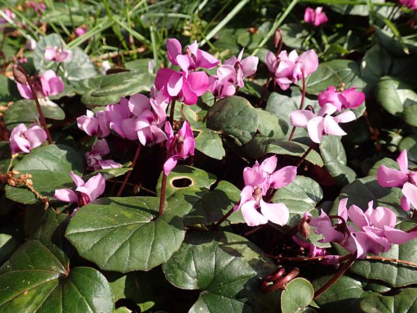Cyclamen coum \ Vorfr�hlings-Alpenveilchen / Eastern Sowbread, D Weinheim an der Bergstra&szlig;e, Botan. Gar.  Hermannshof 14.3.2018