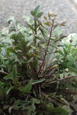 Capsella praecox \ Fr�hbl�hendes Hirtent�schel / Cuneate Shepherd's Purse, D Krefeld 23.5.2018