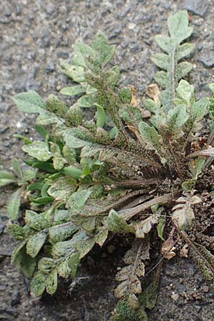 Capsella praecox \ Fr�hbl�hendes Hirtent�schel / Cuneate Shepherd's Purse, D Krefeld 23.5.2018