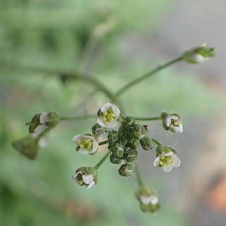 Capsella praecox \ Fr�hbl�hendes Hirtent�schel / Cuneate Shepherd's Purse, D Krefeld 23.5.2018