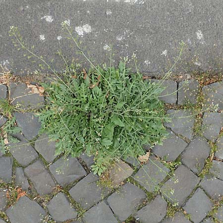 Capsella praecox \ Fr�hbl�hendes Hirtent�schel / Cuneate Shepherd's Purse, D Krefeld 23.5.2018