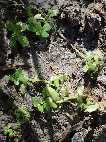 Callitriche cophocarpa \ Stumpfkantiger Wasserstern / Long-Styled Water Starwort, D Vaihingen-Ensingen 4.10.2018