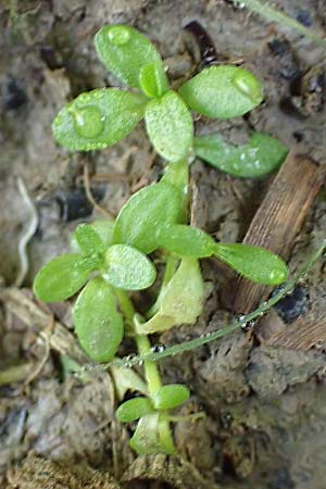 Callitriche cophocarpa \ Stumpfkantiger Wasserstern / Long-Styled Water Starwort, D Vaihingen-Ensingen 4.10.2018