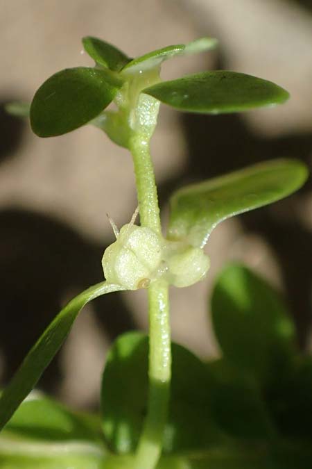 Callitriche cophocarpa \ Stumpfkantiger Wasserstern / Long-Styled Water Starwort, D Vaihingen-Ensingen 13.9.2019