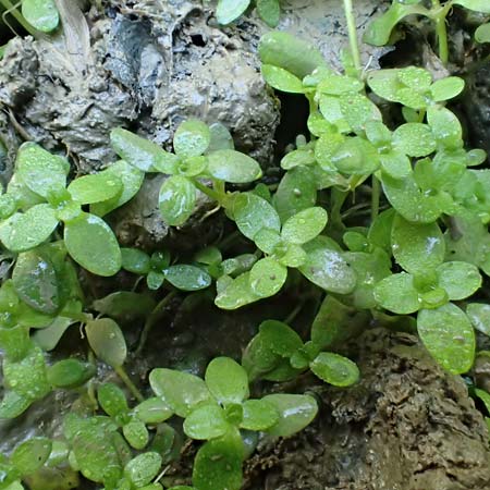 Callitriche cophocarpa \ Stumpfkantiger Wasserstern / Long-Styled Water Starwort, D Vaihingen-Ensingen 13.9.2019