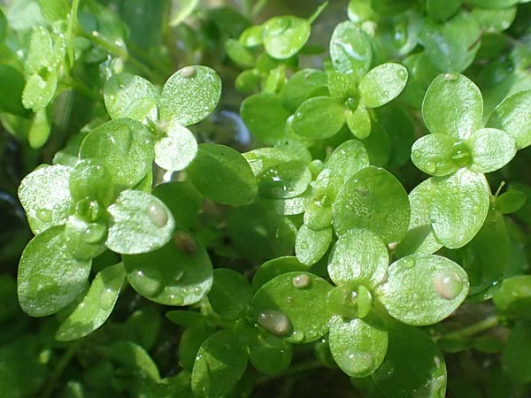 Callitriche cophocarpa \ Stumpfkantiger Wasserstern / Long-Styled Water Starwort, D Vaihingen-Ensingen 13.9.2019