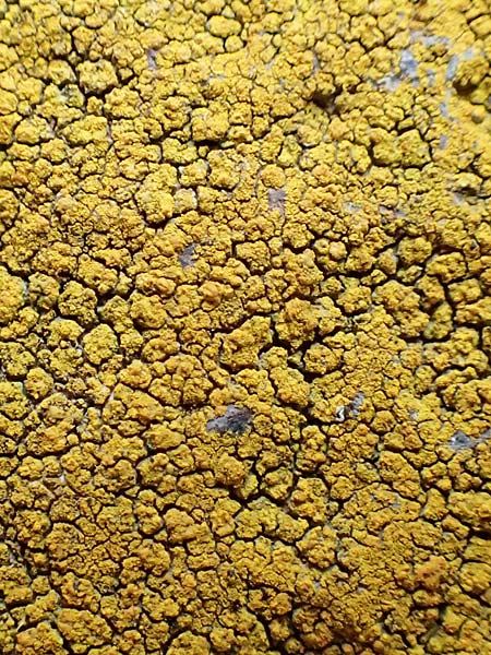 Caloplaca citrina \ Zitronen-Krusten-Flechte, Zitronen-Sch�nfleck / Mealy Firedot Lichen, D R&uuml;sselsheim 5.10.2019