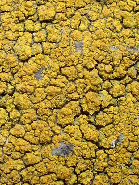 Caloplaca citrina \ Zitronen-Krusten-Flechte, Zitronen-Sch�nfleck / Mealy Firedot Lichen, D R&uuml;sselsheim 5.10.2019