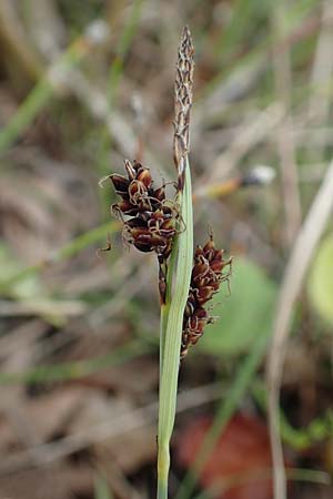 Carex flacca \ Blaugr�ne Segge / Blue Sedge, Carnation Grass, D Hagen 11.6.2020