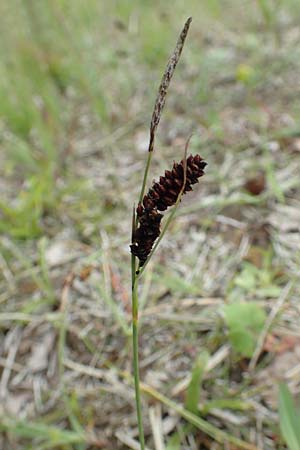 Carex flacca \ Blaugr�ne Segge / Blue Sedge, Carnation Grass, D Hagen 11.6.2020