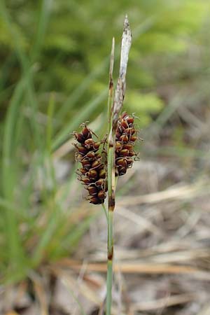 Carex flacca \ Blaugr�ne Segge / Blue Sedge, Carnation Grass, D Hagen 11.6.2020