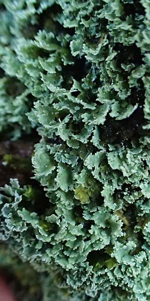 Cladonia caespiticia \ Schuppenfr�chtige Becher-Flechte, B�schel-Flechte / Stubby-Stalked Clad Lichen, D Bad D&uuml;rkheim 21.2.2021