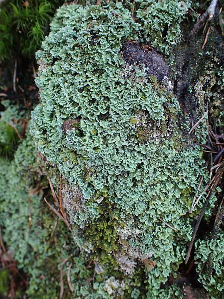 Cladonia caespiticia \ Schuppenfr�chtige Becher-Flechte, B�schel-Flechte / Stubby-Stalked Clad Lichen, D Bad D&uuml;rkheim 21.2.2021