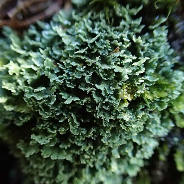 Cladonia caespiticia \ Schuppenfr�chtige Becher-Flechte, B�schel-Flechte / Stubby-Stalked Clad Lichen, D Bad D&uuml;rkheim 21.2.2021