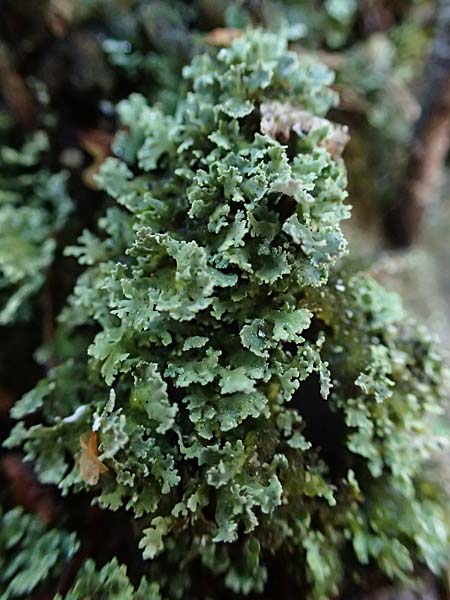 Cladonia caespiticia \ Schuppenfr�chtige Becher-Flechte, B�schel-Flechte / Stubby-Stalked Clad Lichen, D Bad D&uuml;rkheim 21.2.2021