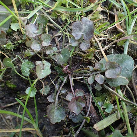 Cardamine corymbosa \ Neuseel�ndisches Schaumkraut / New Zealand Bitter-Cress, D Bochum 12.3.2022
