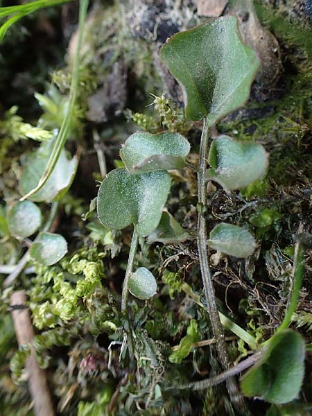 Cardamine corymbosa \ Neuseel�ndisches Schaumkraut / New Zealand Bitter-Cress, D Bochum 12.3.2022
