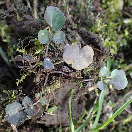 Cardamine corymbosa \ Neuseel�ndisches Schaumkraut / New Zealand Bitter-Cress, D Bochum 12.3.2022