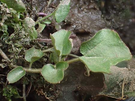 Cardamine corymbosa \ Neuseel�ndisches Schaumkraut / New Zealand Bitter-Cress, D Bochum 14.3.2022