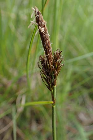 Carex caryophyllea \ Fr�hlings-Segge / Spring Sedge, D Bensheim 29.4.2022