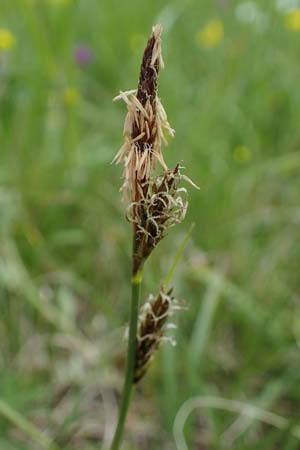 Carex caryophyllea \ Fr�hlings-Segge / Spring Sedge, D Bensheim 29.4.2022